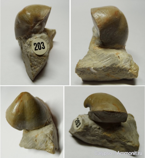 Spiriferida, Martinia, martiniinae, Martinia glabra