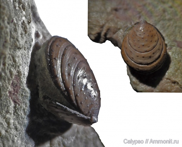 Lingulaeformea, Siphonotretidae, Eosiphonotreta verrucosa, Eosiphonotreta