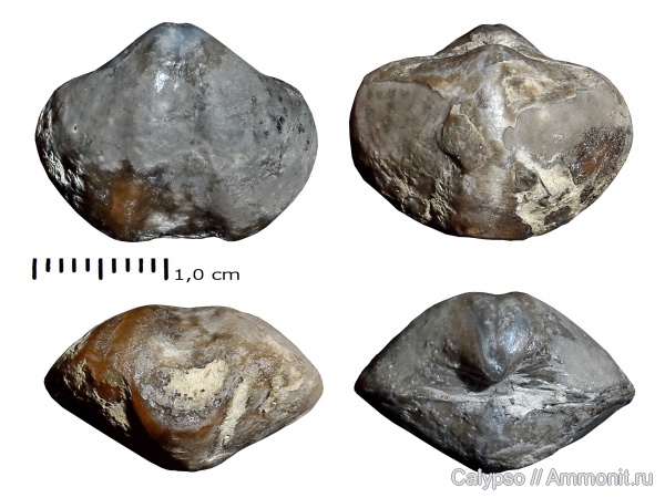 Spiriferida, Howellella, Delthyrididae, Howellellinae, Howellella laeviplicatus