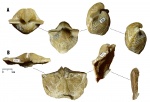 Типы сохранности некоторых верхнекаменноугольных "Choristites"