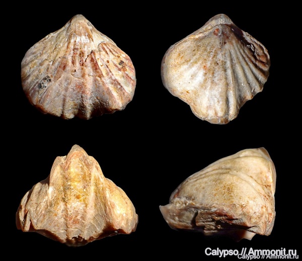 Camarotoechia, Rhynchonellida, Camarotoechia pleurodon, Camarotoechiidae