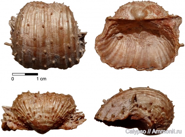 Antiquatonia, Productida, Antiquatonia khimenkovi