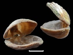 Clitambonites adscendens (Pander)