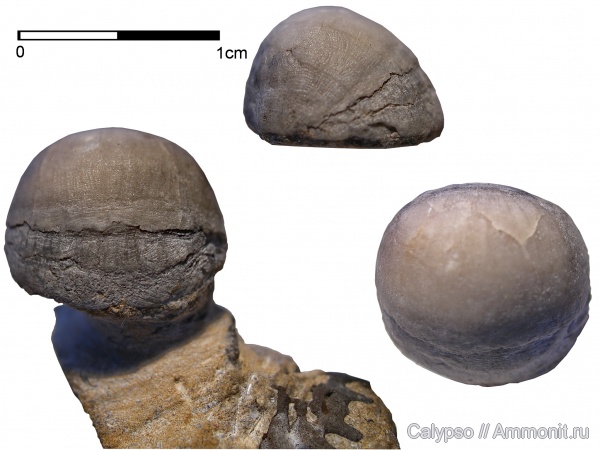 Strophomenida, Furcitellinae, Bekkerina, Bekkerina dorsata