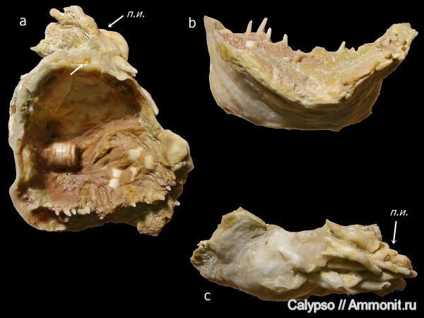 Productida, Proteguliferina, Richthofenioidea, Cyclacanthariidae, Teguliferininae, Proteguliferina rossica