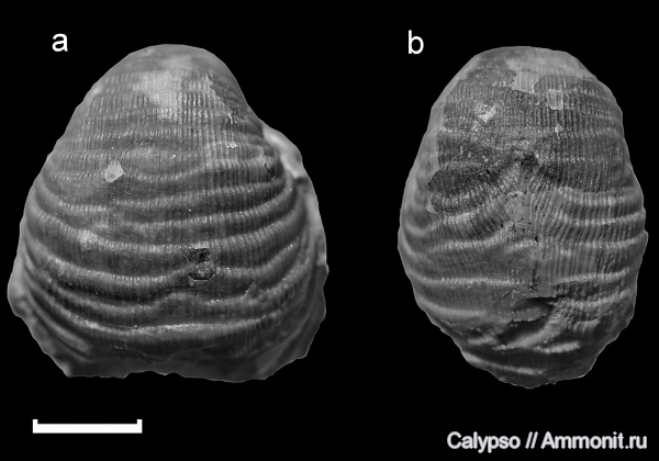 прижизненные повреждения, Productida, Fluctuaria, Fluctuaria undata, Productidina, Linoproductidae, Прижизненные повреждения брахиопод