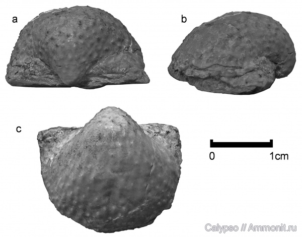 Krotovia, Productida, Productellidae, Productidina, Krotovia tuberculata