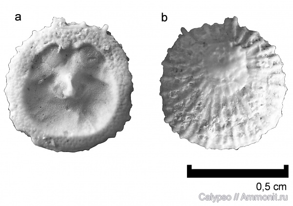 Craniida, Isocrania, Isocrania egnabergensis
