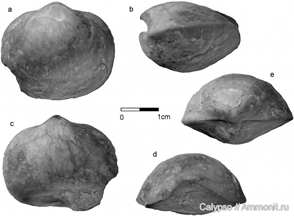 Orthida, Schizophoria, Schizophoriidae, Schizophoria  bistriata, Enteletoidea