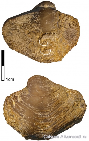 Athyridida, Bajtugania