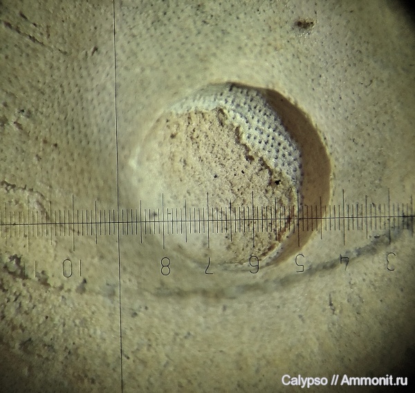 Dielasma, прижизненные повреждения, Terebratulida, Dielasmatidae, сверления, Dielasma kirillowense