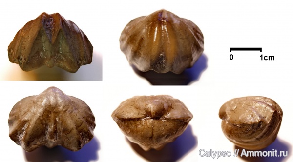 Rhynchonellida, Leiorhynchus, Leiorhynchidae, Camarotoechioidea, Leiorhynchus biplicatus