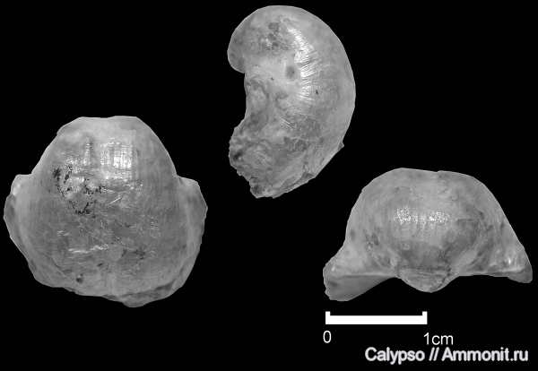 Productida, Marginifera, Productidina, Productoidea, Marginiferidae, Marginifera involuta
