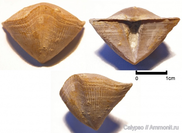 Spiriferida, Tenticospirifer, Cyrtospiriferidae, Tenticospirifer tenticulum