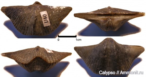 Cyrtospirifer, Cyrtospirifer rudkinensis, Spiriferida, Cyrtospiriferidae