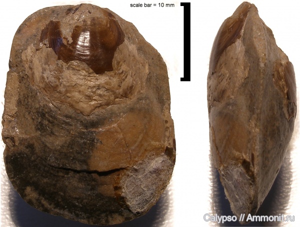 Lingulida, pseudolingula, Pseudolingulidae, Pseudolingula quadrata