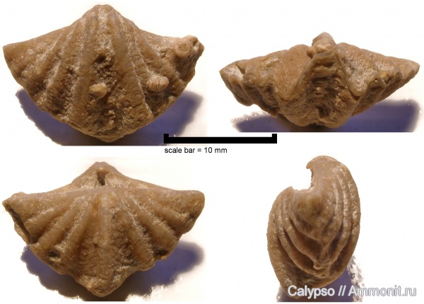 Spiriferida, Paeckelmanellidae, казанский ярус, Odontospirifer subcristatus, Odontospirifer, Epizoans