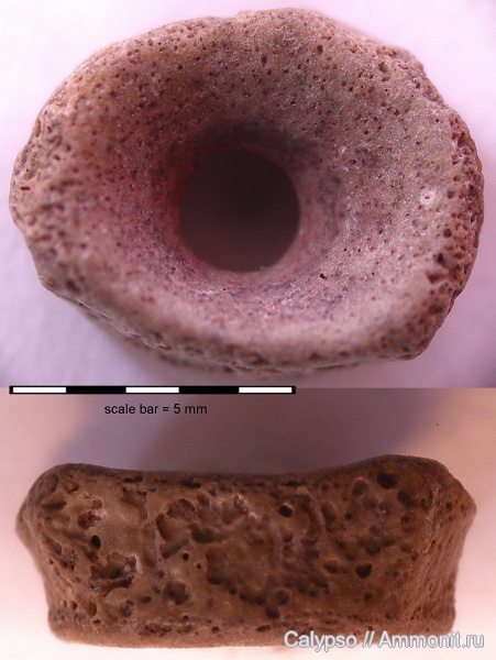 темноспондилы, лабиринтодонты, Tupilakosaurus, Brachyopoidea