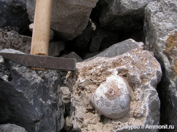 Linoproductus, Productida, Linoproductidae, Linoproductus cora