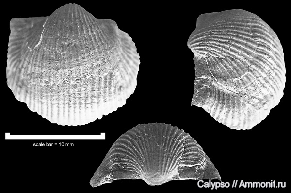 Ovatia, Productida, Monticuliferidae, Ovatia ufensis