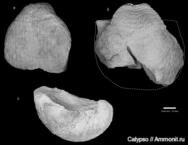 Productida, Buxtoniinae, Kochiproductus, Kochiproductus porrectus