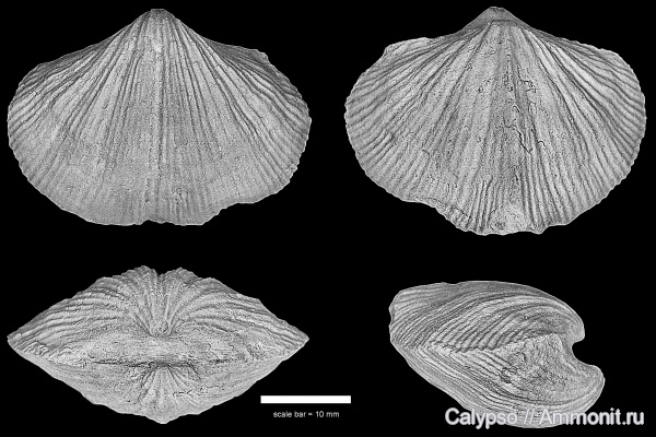 Neospirifer, Spiriferida, Trigonotretidae, Neospirifer fasciger