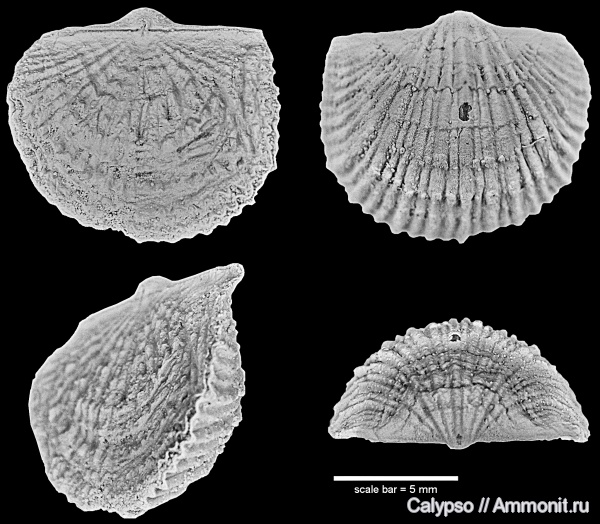 Orthida, Productorthis, Productorthis obtusa, Orthidina, Productorthidae, Productorthinae