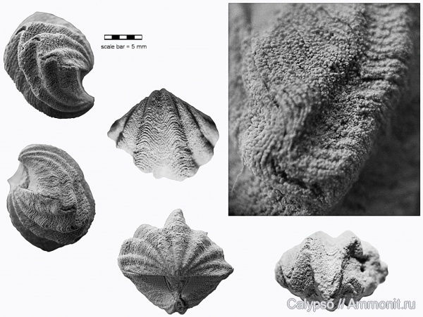 Spiriferida, Spiriferinida, Paraspiriferinidae, Callispirina, Callispirina ornata