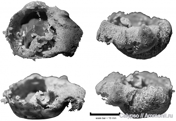 препарирование, Productida, Microconchida, Aulosteges, Aulosteges horrescens, Aulostegidae, Trepostomida, Stenoporidae