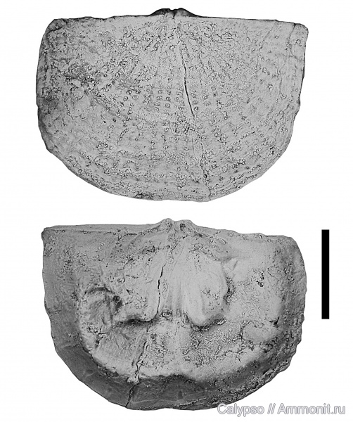 Billingsellida, Clitambonitidina, Strophomenata, Clitambonitidae, Clitambonitoidea, Lacunarites, Lacunarites ilmatar