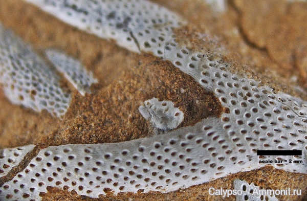 Pachydictya, Pachydictya kuckersensis, Cryptostomida, Ptilodictyidae, Virgatellinae