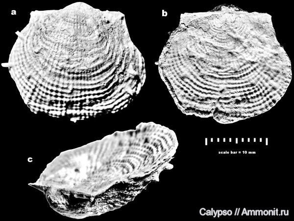 Productida, Reticulatia, Dictyoclostinae, Reticulatia moelleri