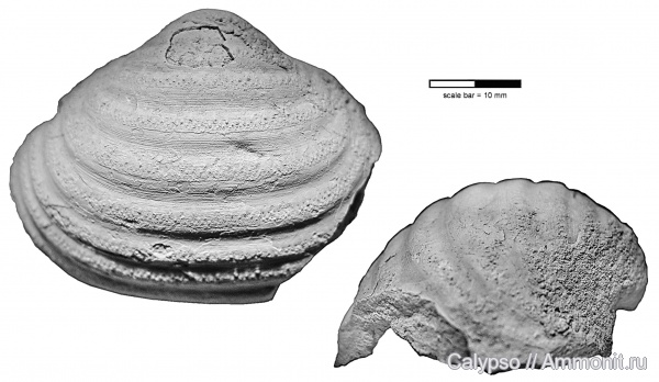 Productida, Echinoconchidae, Karavankina, Karavankina fasciata