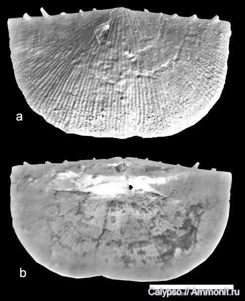 Neochonetes, Chonetida, Rugosochonetidae, Neochonetes carboniferus