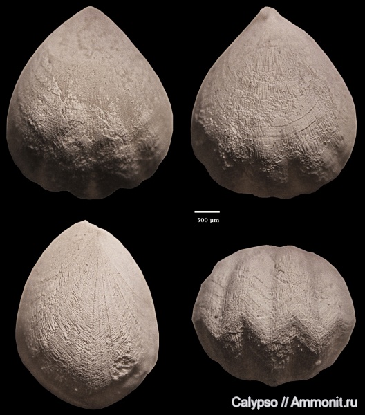 Rhynchonellida, Wellerellidae, Wellerella, Wellerella keyserlingi