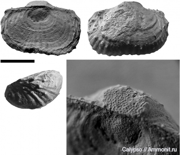 Productida, Productinae, Lopasnia, Lopasnia adhaerescens