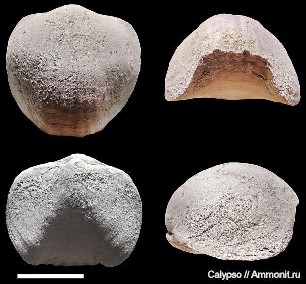 Rhynchonellida, Leiorhynchidae, Stenometoporhynchus pavlovi, Stenometoporhynchus, stenometoporhynchinae