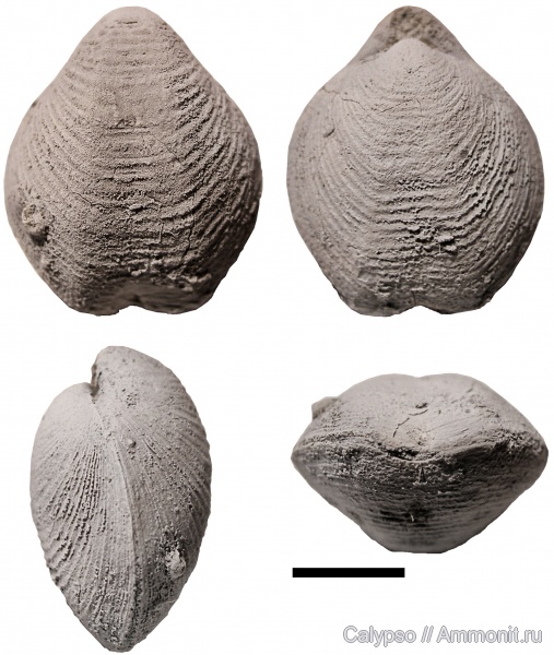 Athyris, Athyridida, Athyridinae, Athyris pelapayensis