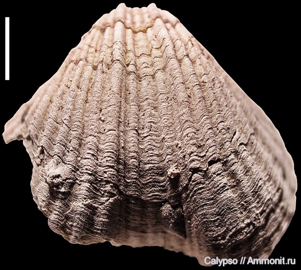 Spiriferida, казанский ярус, Trigonotretidae, Blasispirifer, Blasispirifer blasii