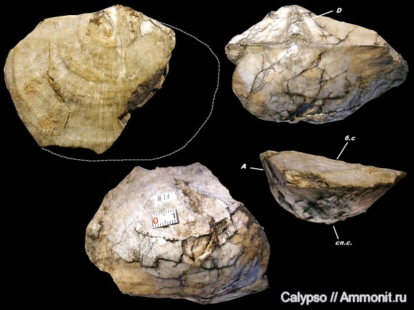 Orthotetida, Orthotetoidea, Derbyiidae, Derbyia, derbyia regularis