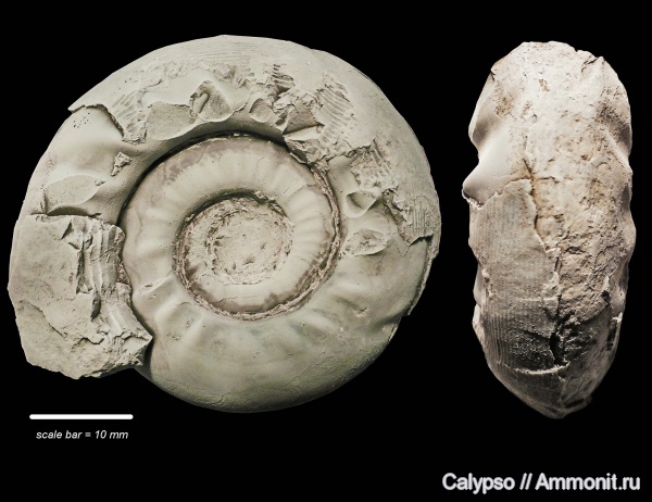 Goniatitida, Paragastrioceras, Paragastrioceratidae, Goniatitina, Paragastrioceras ellipsoidale