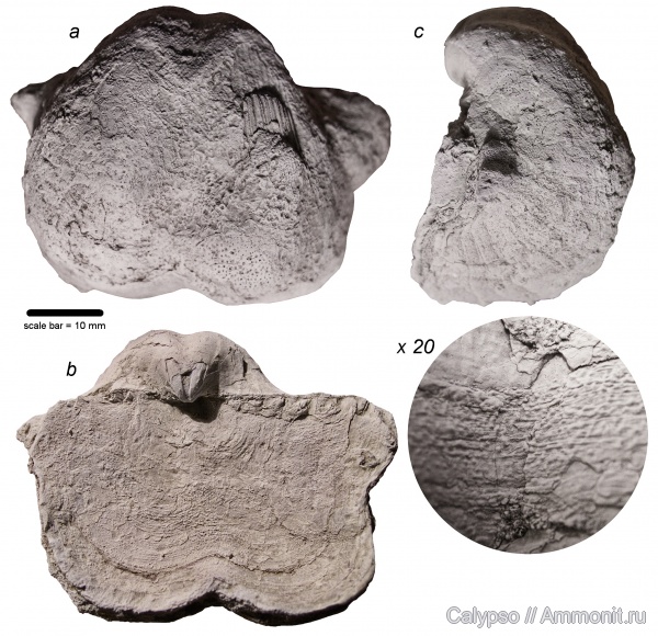 Productida, Leioproductidae, Horridoniinae, Horridonia, Horridonia granulifera