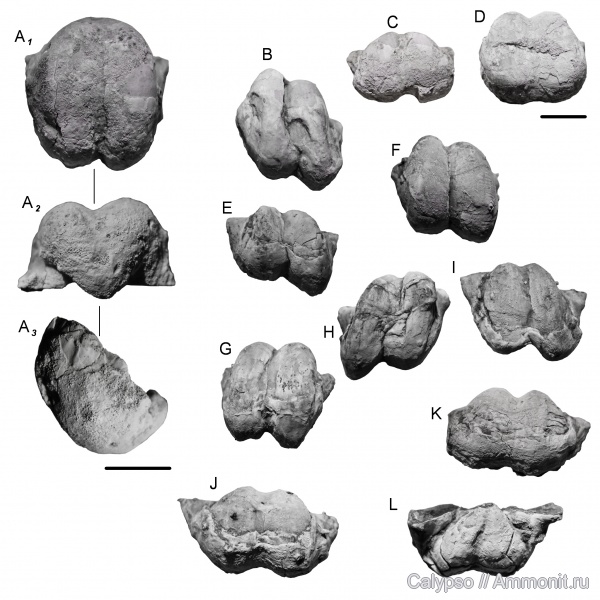 Productida, Productellidae, Paucispiniferinae, Anemonaria, Anemonaria pseudohorrida