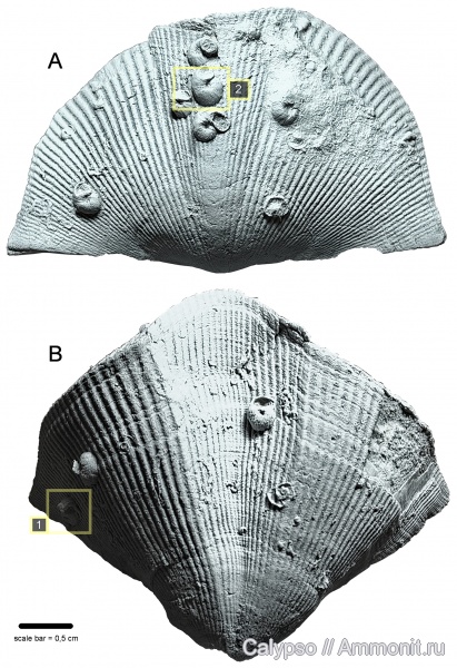 Spiriferida, Microconchida, обрастание, Tenticospirifer, Cyrtospiriferidae, encrustation of brachiopods, Epizoans, Palaeoconchus, tenticospirifer markovskii