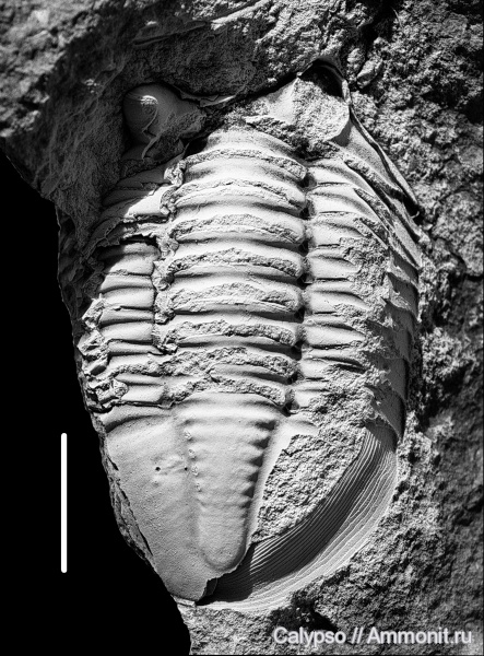 Asaphus, Asaphidae, Asaphus niezskowski