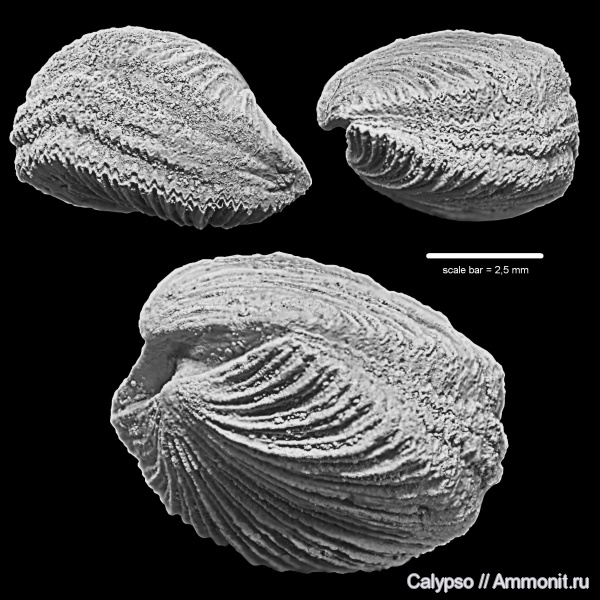 Orthida, paucicrura, Dalmanellidina, Dalmanellidae, Dalmanelloidea, Dalmanellinae, Paucicrura navis, Смена направления роста, Уступ нарастания