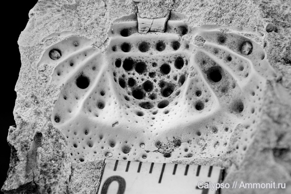 Hoplolichoides, hoplolichoides conicotuberculatus, Lichida, Lichidae