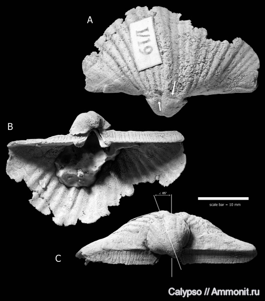 Brachythyrina, Choristitidae, Brachythyridinae
