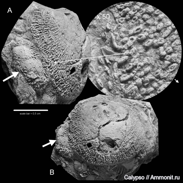 Craniida, philhedra, Craniidae, Philhedra rivulosa