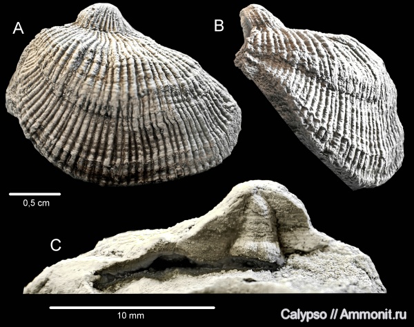 Strophomenida, Schuchertellidae, Orthotetacea, Streptorhynchininae, Arctitreta, Arctitreta macrocardinalis